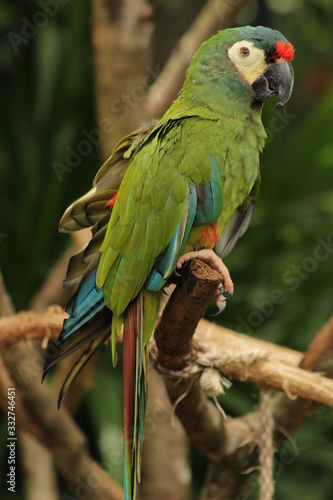 colorful parrot in foz do iguaçu, Brasil