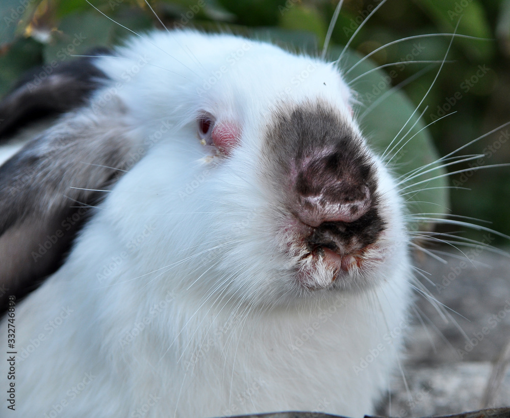 Sick rabbit for myxomatosis Sick rabbit for myxomatosis