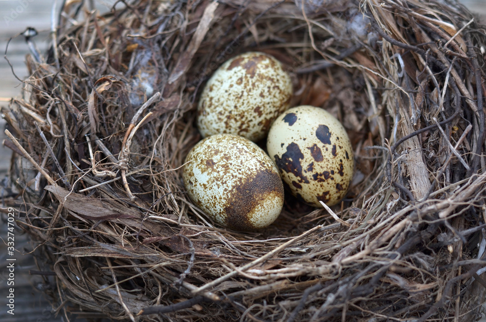 Three speckled quail eggs in a nest close-up, selective focus. Three speckled quail eggs in a nest close-up, selective focus.