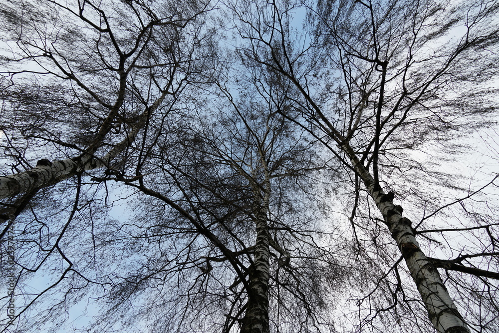 three birches in winter an upward view in the crowns, the trunks of the trees are interlocking. The. crowns consist of relatively thin and long branches they form a fine pattern against the sky three birches in winter an upward view in the crowns, the trunks of the trees are interlocking. The. crowns consist of relatively thin and long branches they form a fine pattern against the sky