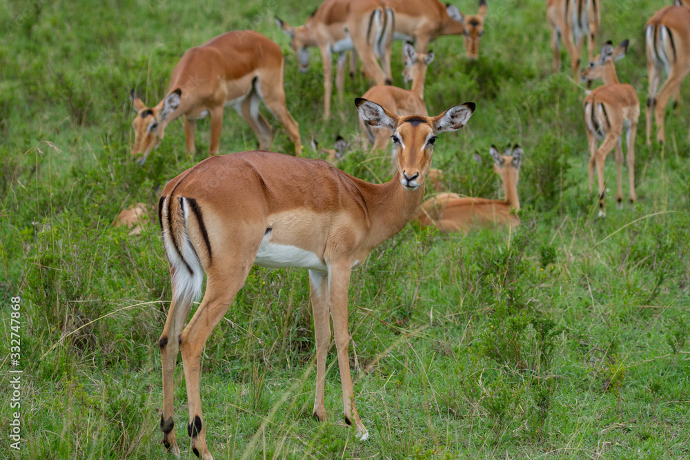 Herd of Impalas in wooded field Herd of Impalas in wooded field