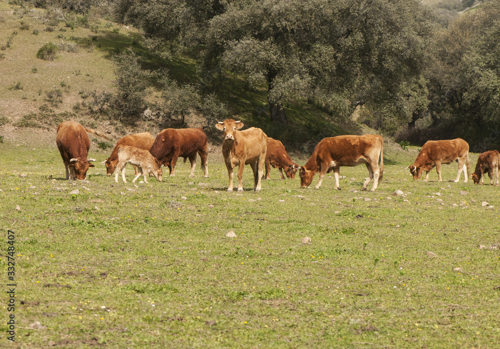 Spring pastures in meadow in Andalusia with cows steers calves and bull in daylight Spring pastures in meadow in Andalusia with cows steers calves and bull in daylight