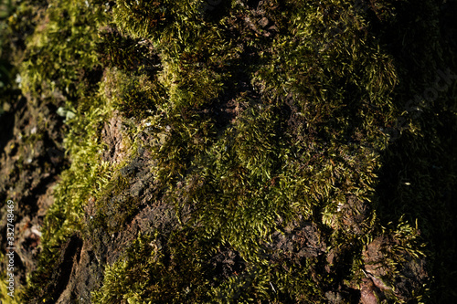 close up shot of a tree bark covered in moss with a lot of contrast, natural lighting and accurate lifelike colors