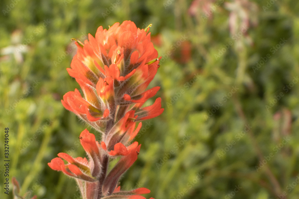 Beautiful and common wildflower in California 01 Beautiful and common wildflower in California 01