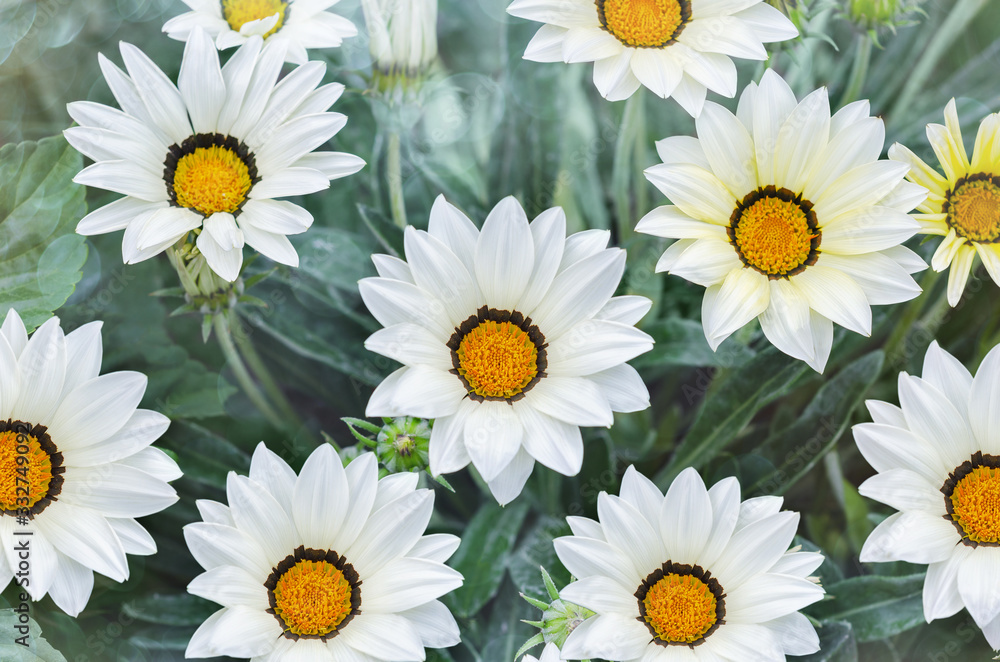 Fototapeta premium White Gazania blooming in the summer garden. Selective focus