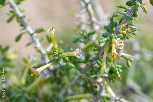 Anderson wolfberry (Lycium andersonii) is a shrub in the nightshade family (Solanaceae) with purple tinged flowers. photo