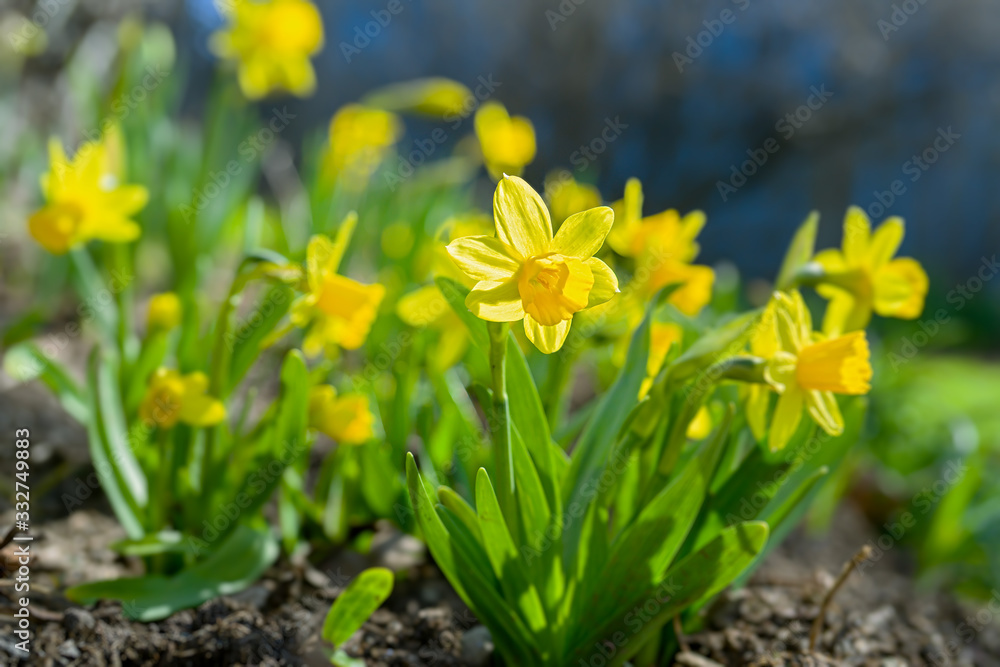  Petit Narcissus 'Tete-a-Tete' daffodils in a home garden. - obrazy, fototapety, plakaty 