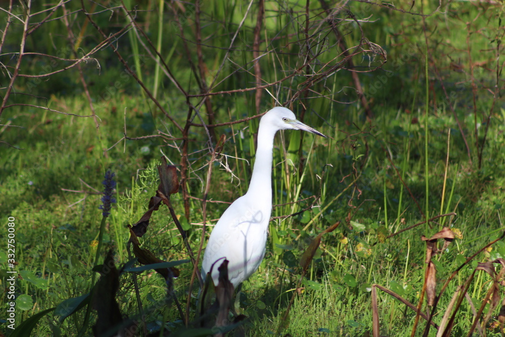 Fototapeta premium White Egret