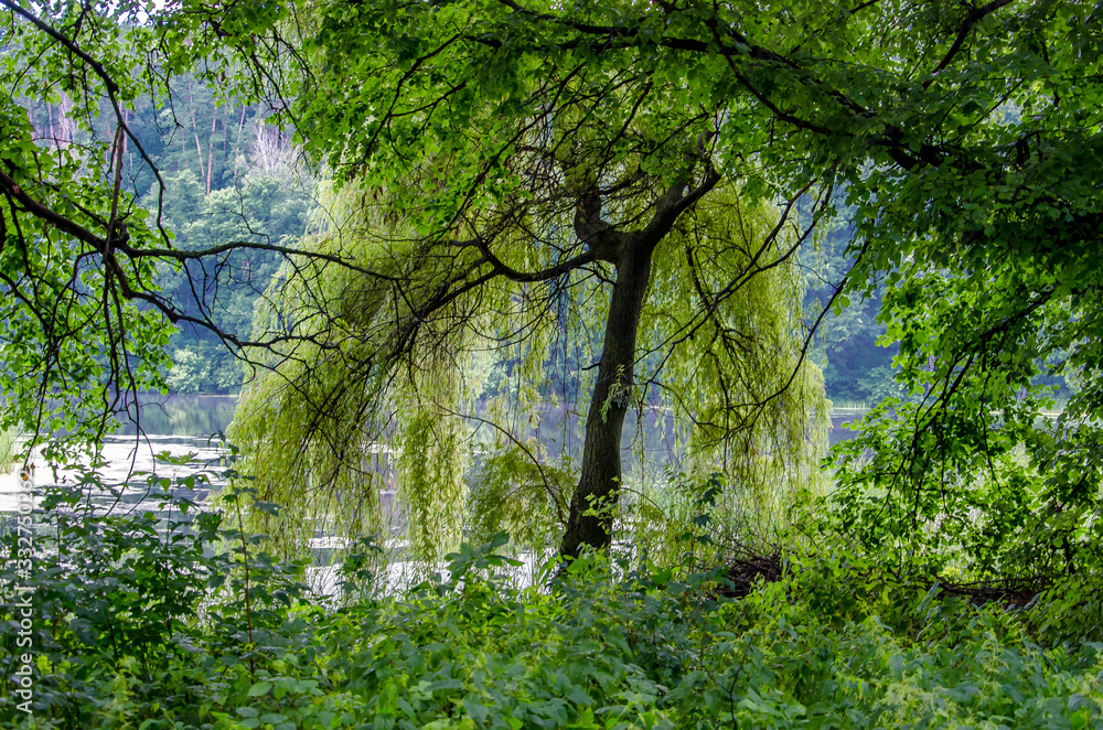 Fototapeta premium water, river, forest, tree, green, nature, lake, trees, stream, landscape, reflection, pond, summer, park, spring, wood, woods, grass, tranquil, leaf, beauty, outdoors, environment, sky, beautiful