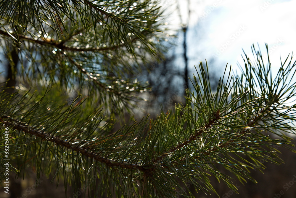 Obraz premium Fir branches in a spring park.