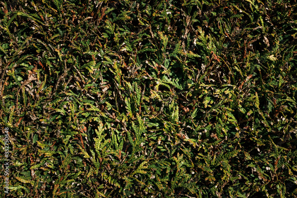 close up shot of a hedge with a lot of contrast, natural lighting and accurate lifelike colors close up shot of a hedge with a lot of contrast, natural lighting and accurate lifelike colors