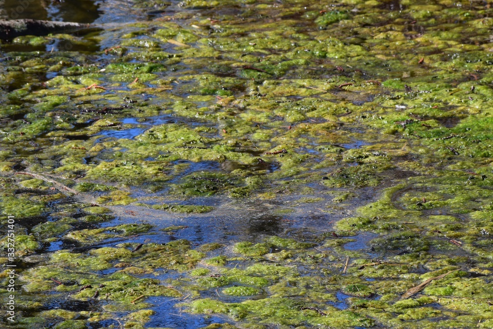 Frog spawn