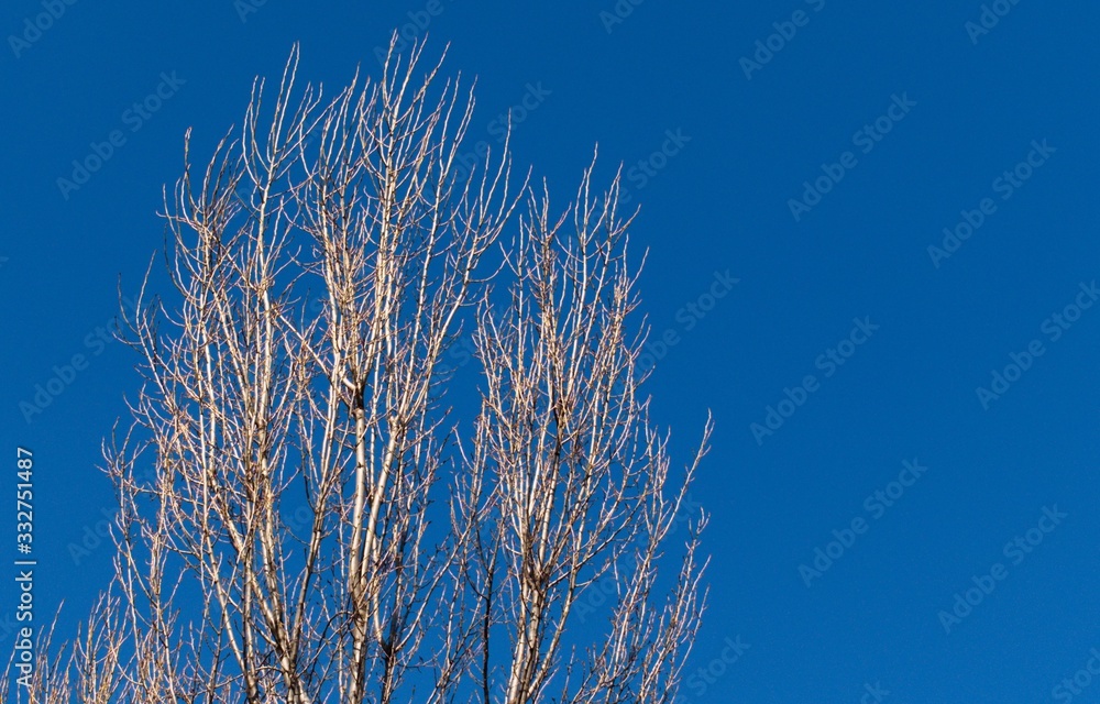 tree crown without leaves against bright blue sky in spring tree crown without leaves against bright blue sky in spring