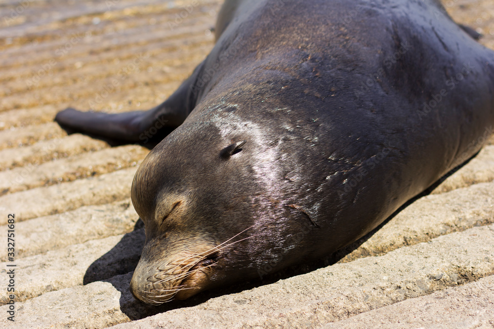 Naklejka premium Sea lion basking in the sun. Sea lion lies.