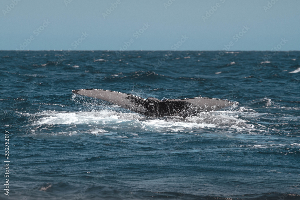 Humpback whale's tail. Whale closeup. San Jose del Cabo. Baja California Sur. Mexico. Humpback whale's tail. Whale closeup. San Jose del Cabo. Baja California Sur. Mexico.