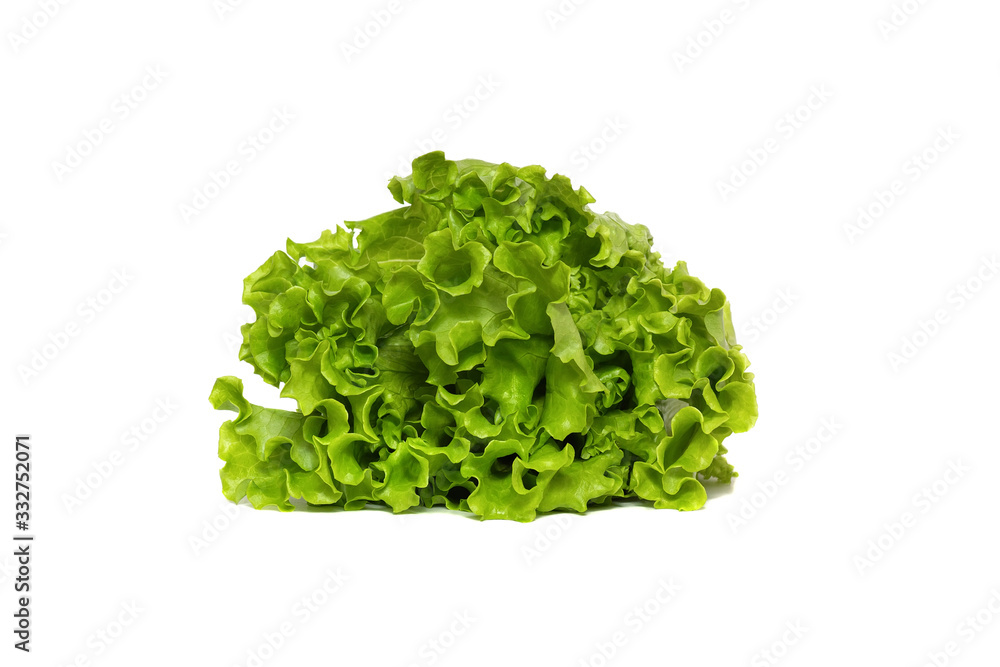 fresh green lettuce salad leaves isolated on white background fresh green lettuce salad leaves isolated on white background