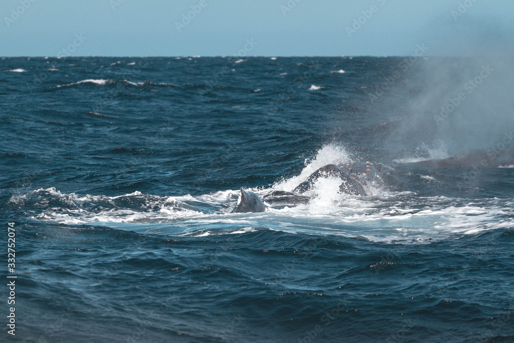 Humpback whale with cub. Whales closeup. San Jose del Cabo. Baja California Sur. Mexico. 