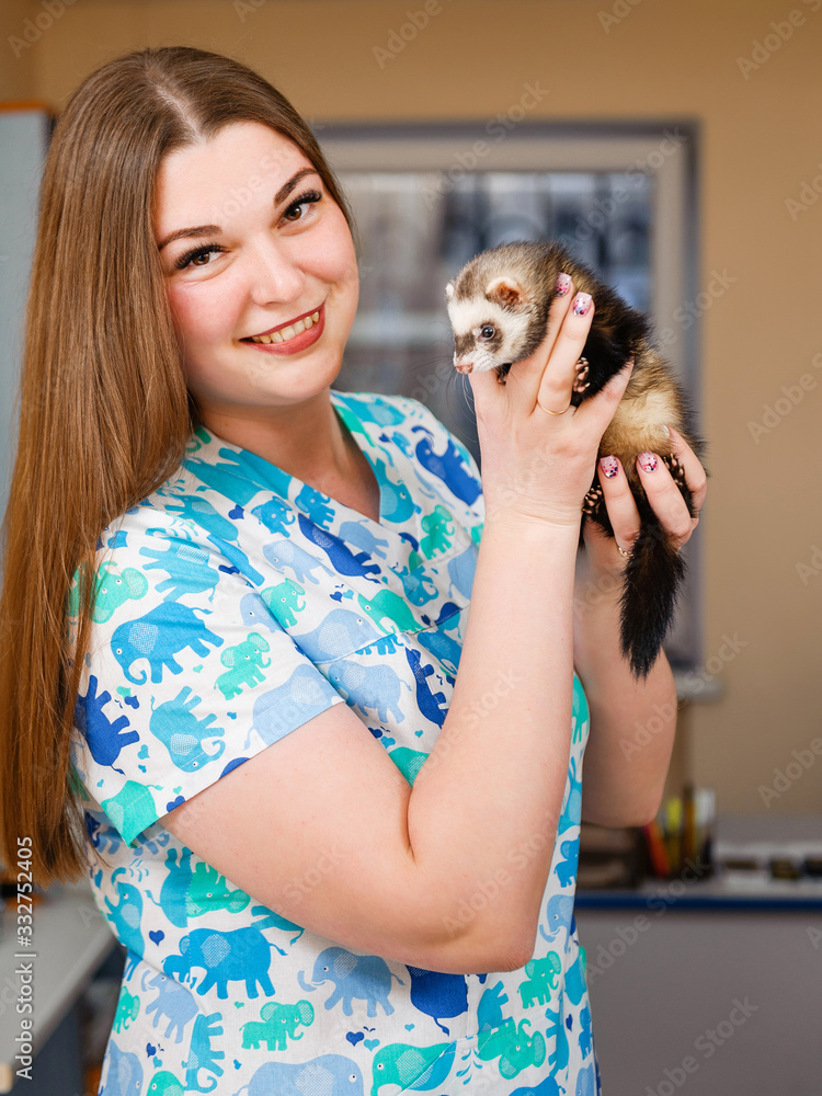 Veterinarian examines a ferret in a clinic. Preventive procedures at the veterinary clinic for a pet Veterinarian examines a ferret in a clinic. Preventive procedures at the veterinary clinic for a pet