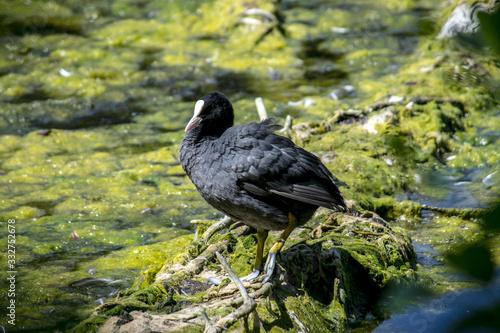 coot on the nest
