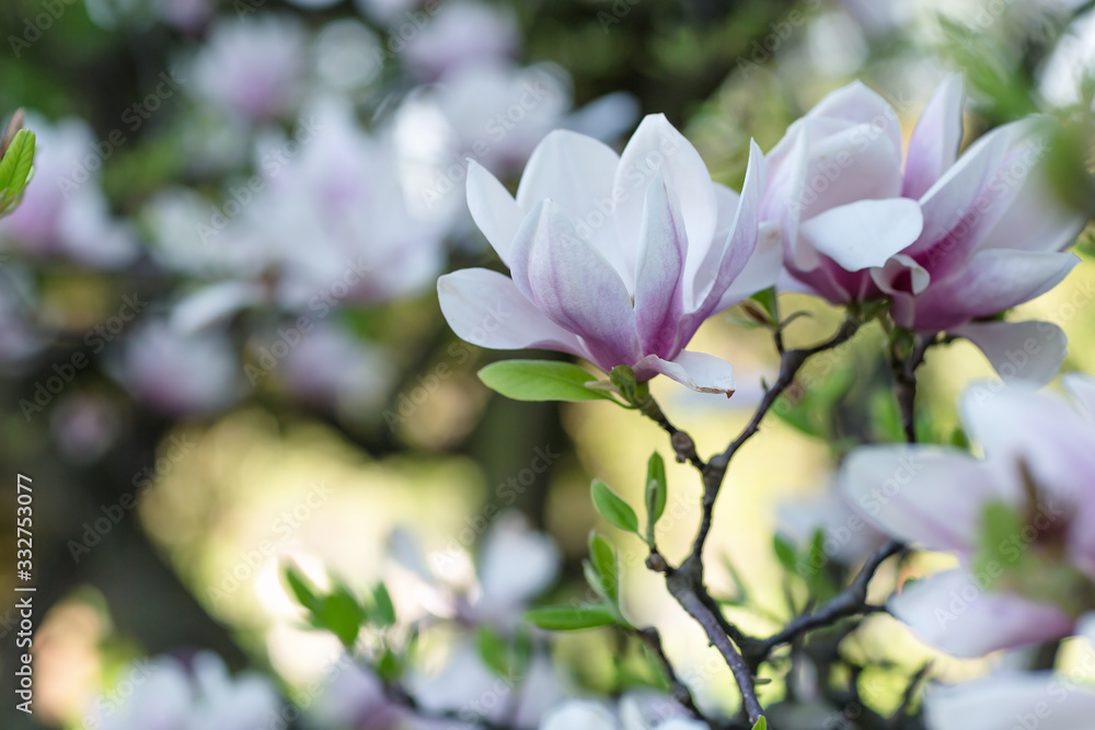 Magnolia tree branch flowers on blurred background. Close up, selective focus.