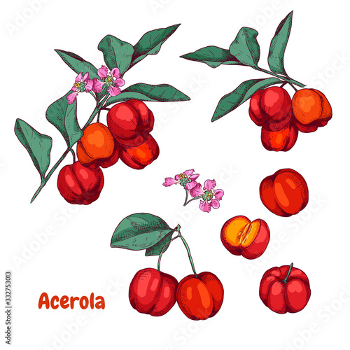 Obraz na plátne Hand drawn colorful acerola fruit on a branch and flower