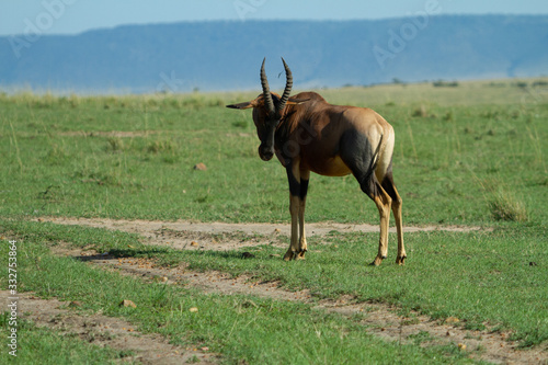 Topi om the open plains of Kenya