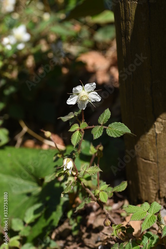 Fototapeta Naklejka Na Ścianę i Meble -  Wild strawberry flowers / Rosaceae plants