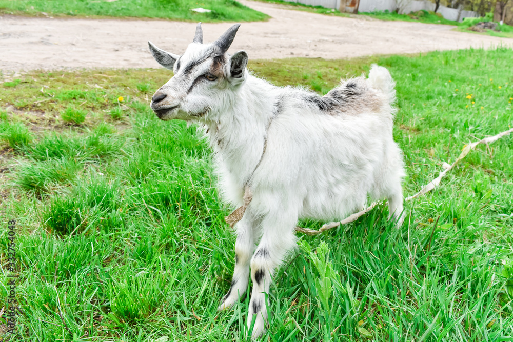 A young white goat grazes on green grass. A young white goat grazes on green grass.