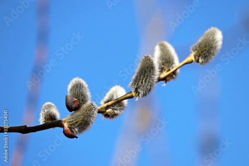 Pussy willow flowers on the branch, blooming verba in spring forest on blue sky background. Palm Sunday symbol, catkins in sunny day