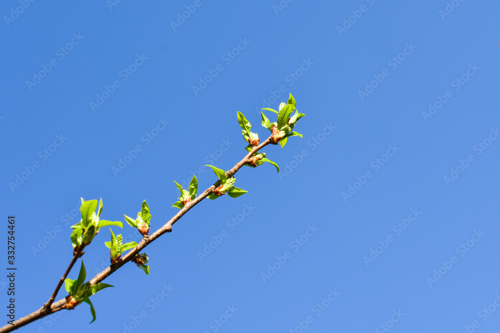 Branches of young green leaves and buds on a background of blue sky. Spring leaves. Place for an inscription. For postcards. Branches of young green leaves and buds on a background of blue sky. Spring leaves. Place for an inscription. For postcards.