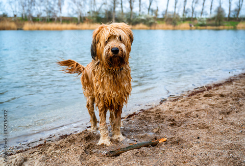 Wet dog briard standing on beach.
