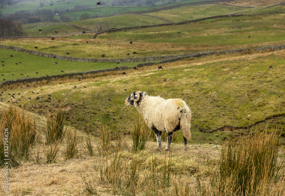 Swaledale sheep on a Yorkshire Grouse Moor, looking out across the Dale with a flock of starlings flying by. Horizontal. Space for copy. Swaledale sheep on a Yorkshire Grouse Moor, looking out across the Dale with a flock of starlings flying by. Horizontal. Space for copy.