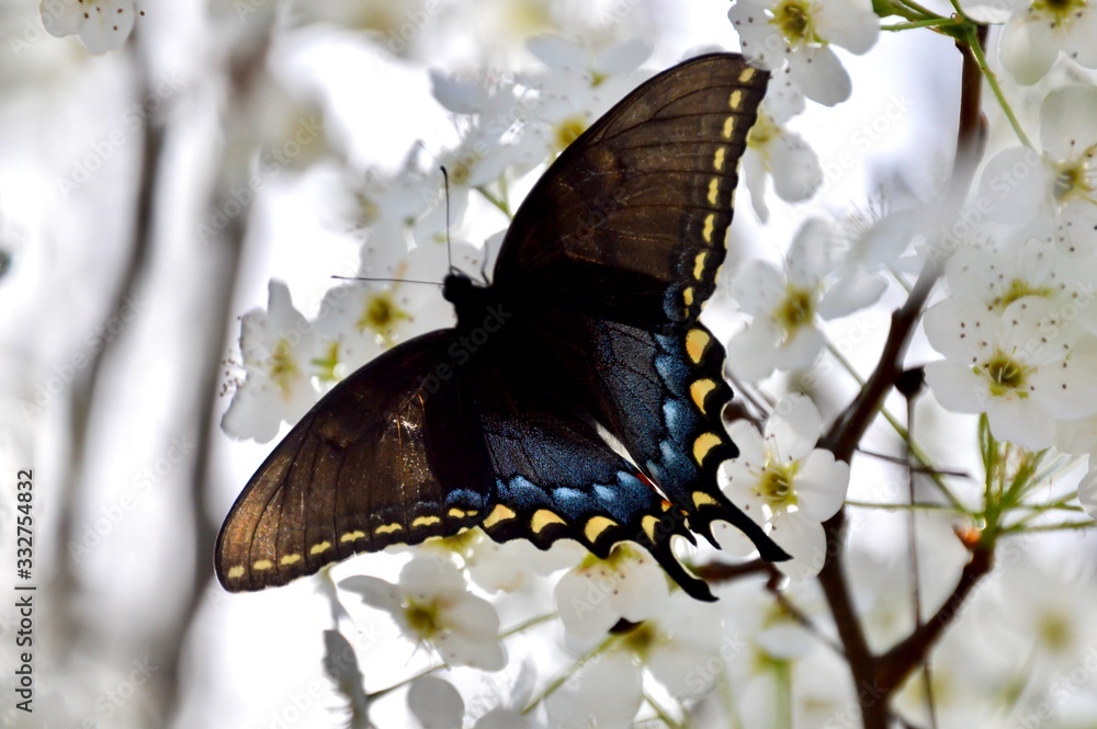 Fototapeta premium Black swallowtail butterfly on flower