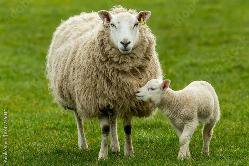 Lambing time in the Yorkshire Dales, England.  Texel ewe with her young lamb, facing forward in green pasture land.  Horizontal.  Space for copy. photo