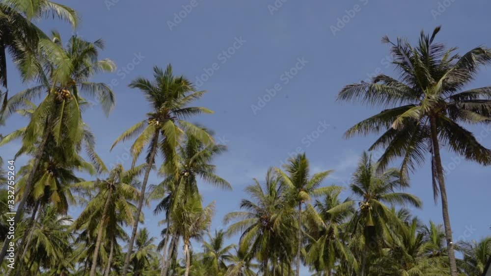 coconut palm trees on the blue sky background at the daylight coconut palm trees on the blue sky background at the daylight