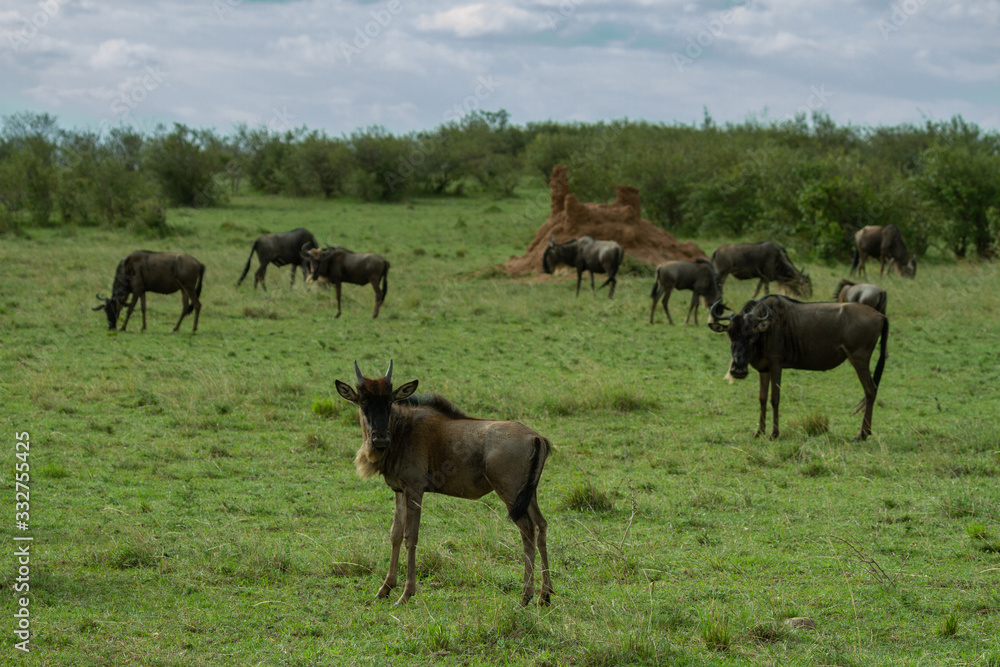 Fototapeta premium Wildebeest her on plains of kenya