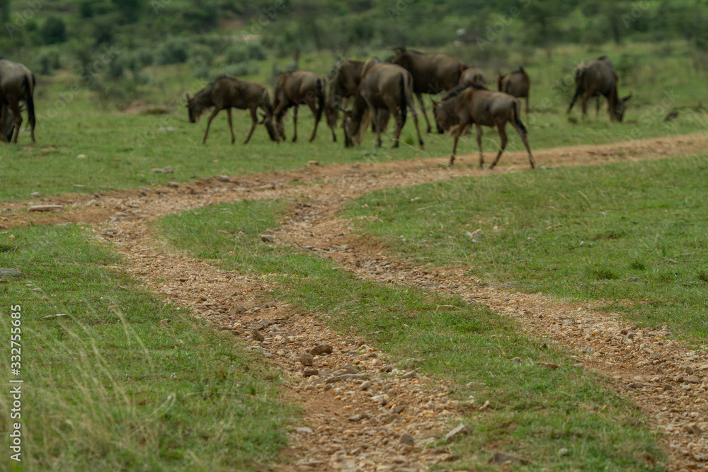 Naklejka premium Wildebeest her on plains of kenya