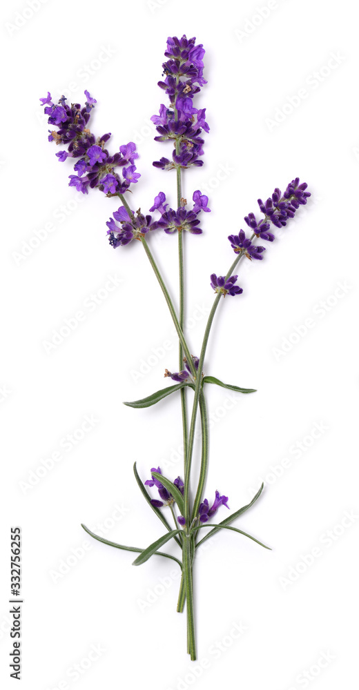Obraz premium Lavender flowers close up