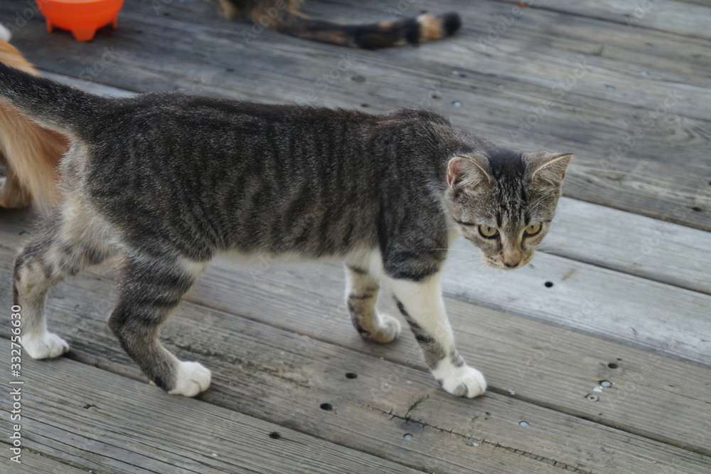 Naklejka premium Cats