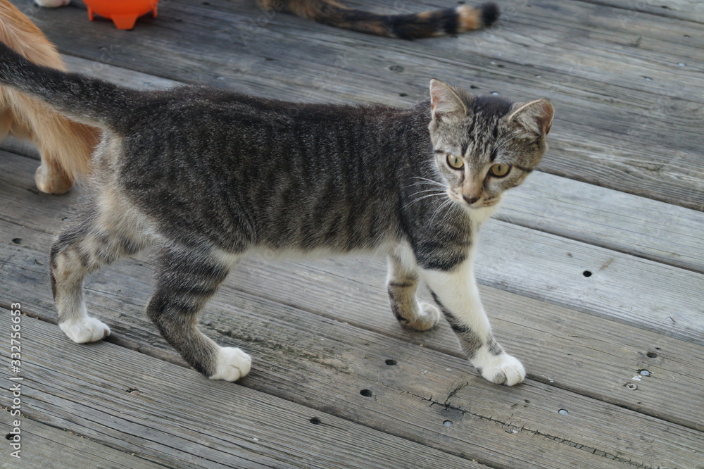 Obraz premium Cats