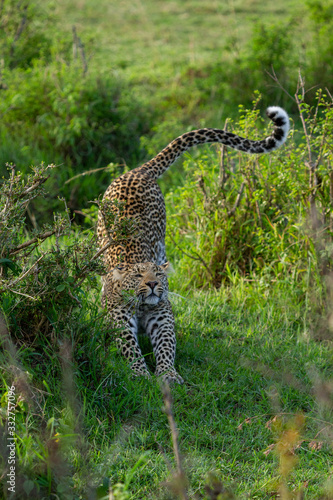 Fotografie wild leopard in the afternoon sun