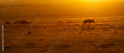 Silhouette of African Animals on the plains