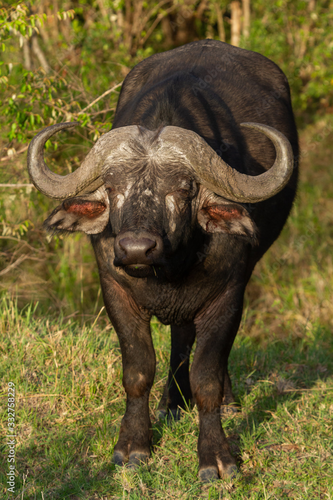 Cape Buffalo chewing