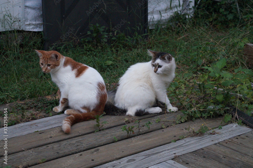 Cats Cats