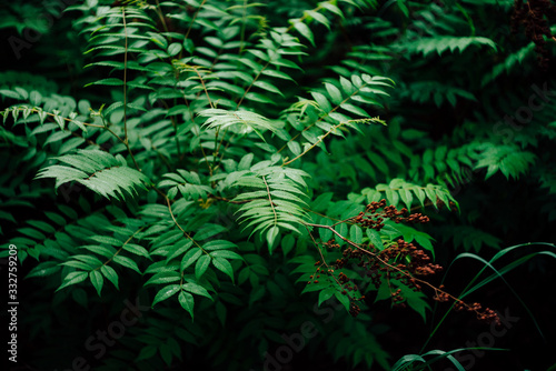 Wet green leaves and reddish buds of sorbaria sorbifolia. Nature background with young schizonotus close-up. Fresh vivid greenery with copy space. Beautiful twigs with bright green leaves with dew.