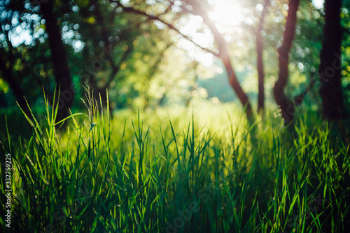 Scenic sunny natural green background. Green grass close-up in sunny day with copy space. Sunshine on beautiful contrast grass. Morning nature with sunbeams. Backdrop of rich vegetation in sunlight.