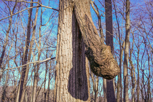 odd tree limb