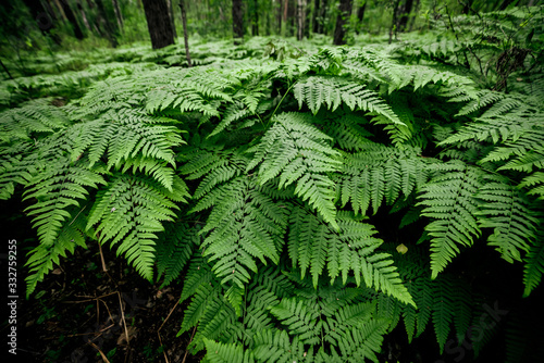 Dense fern thickets close-up. Beautiful nature background with many ferns. Scenic backdrop of rich greenery among trees. Full frame of chaotic wild ferns. Vivid green texture of lush fern leaves. photo