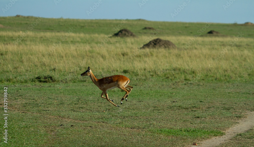 Impalas running on the african plains Impalas running on the african plains