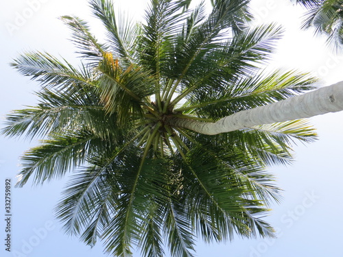 palm tree on tropical island